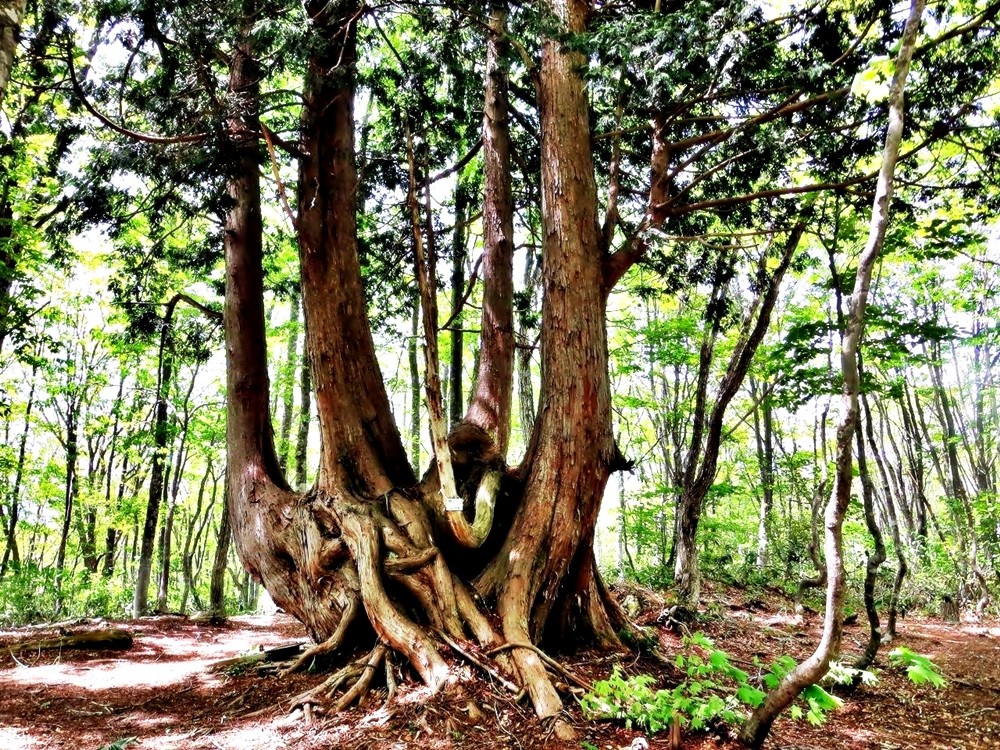 ed97fff220ad14146d2ab88f5c283661_1683876651_9205.jpg ed97fff220ad14146d2ab88f5c283661_1683876651_9205.jpg