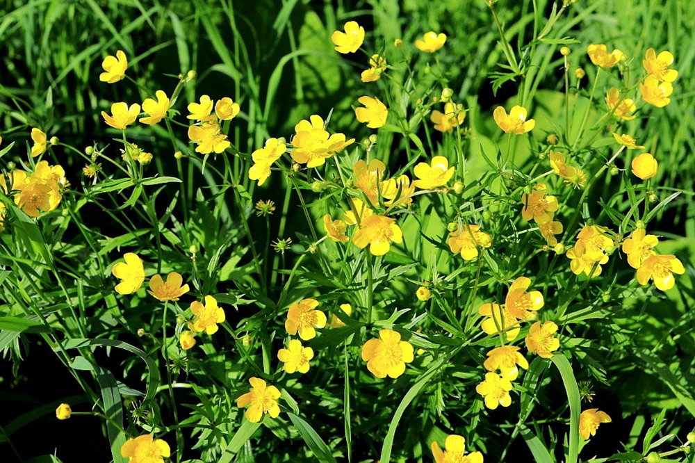 ed97fff220ad14146d2ab88f5c283661_1683876670_6518.jpg ed97fff220ad14146d2ab88f5c283661_1683876670_6518.jpg