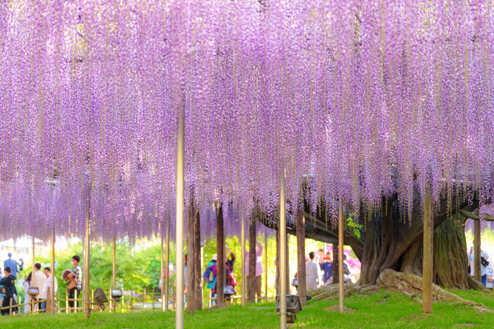 a4f7e7986f66636f694833a89c7da792_1762479592_4983.jpg a4f7e7986f66636f694833a89c7da792_1762479592_4983.jpg