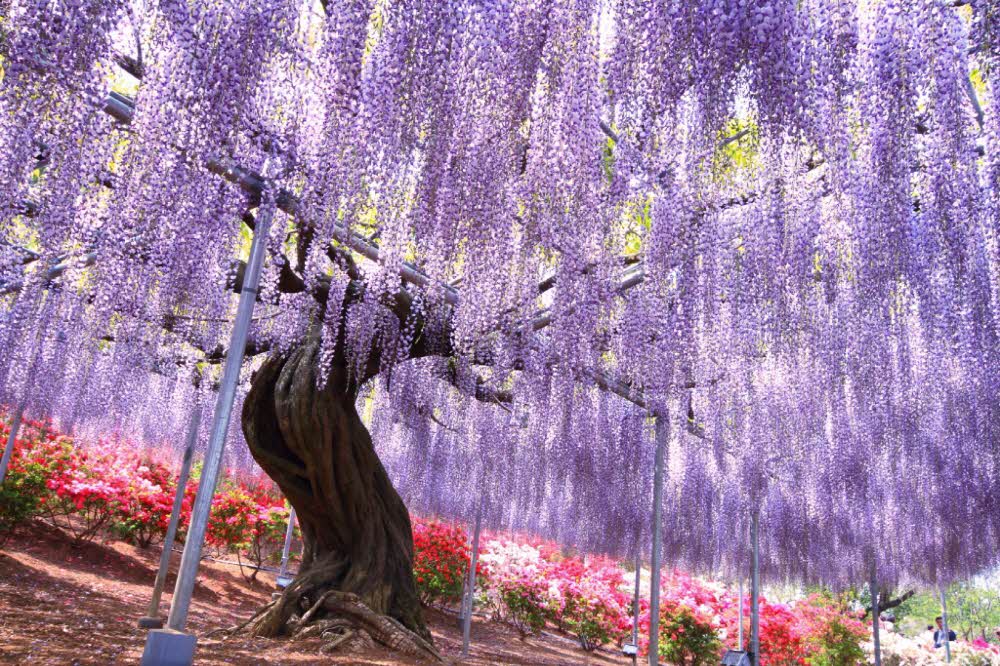 a4f7e7986f66636f694833a89c7da792_1762479696_9308.jpg a4f7e7986f66636f694833a89c7da792_1762479696_9308.jpg