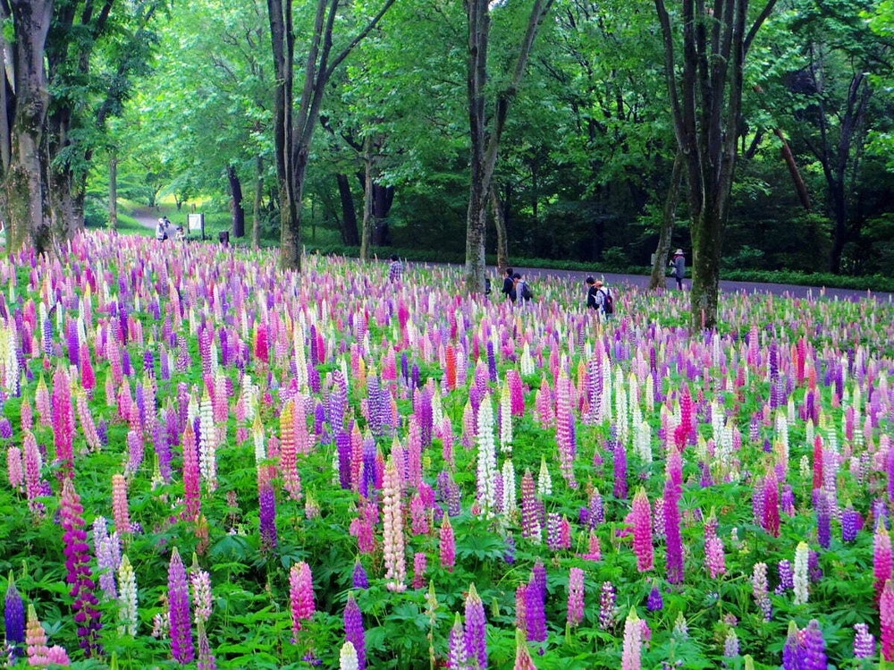 a4f7e7986f66636f694833a89c7da792_1762479905_7249.jpg a4f7e7986f66636f694833a89c7da792_1762479905_7249.jpg