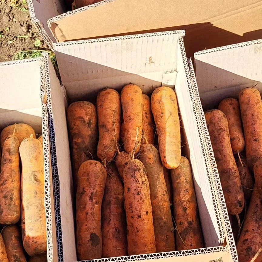 1f58b86e57579f633243d5b20324dba3_1772507196_7358.jpg 1f58b86e57579f633243d5b20324dba3_1772507196_7358.jpg