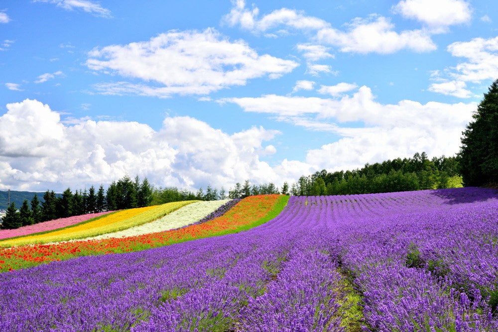 d609d63dfc0389c73c821475928f98d5_1773197922_0413.jpg d609d63dfc0389c73c821475928f98d5_1773197922_0413_1775814906.jpg