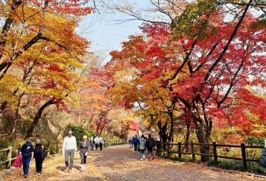 단풍 절정일 때! 남산둘레길로 '가을소풍' 떠나요~