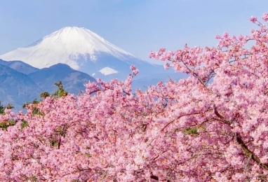 일찍 만나는 봄 날, 이즈반도 사쿠라 4일