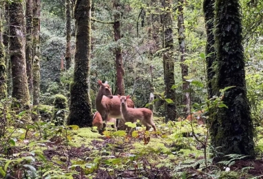 천 년 삼나무 숲 야쿠시마(屋久島) 5일