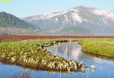 물파초에 때를 맞춘 첫 오제(尾瀬) 4일