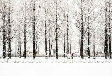 그대의 향기가 남아있는 숲길, 서울숲 겨울산책
