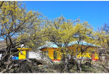 산수유가 빛나는 봄날~양평 산수유마을
