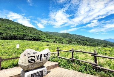 천상의 화원 곰배령 - 자작나무숲 2일